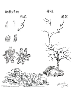 CheeTsai采集到植物 园林 线稿