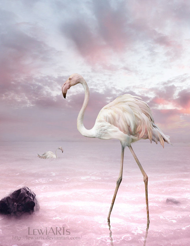 Pretty Flamingo by L...