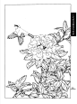 工笔画线描花卉画谱(茶花篇)