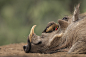A small bird rests on the face of a warthog that is lying on the ground.