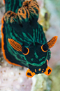 #Nudibranch: 