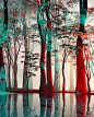 ScarceAbundance_DreamsTranslated.jpg