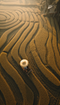金色麦田小麦收获季二十四节气小麦摄影图