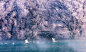 天鹅泉｜如果真的有童话世界，那一定是在说这里

       天鹅泉湖面上氤氲的白雾被阳光染成金色，半透明的雾带中，几只白色“精灵”若隐若现地游弋。

最佳观赏时间：10月初至次年4月
#新疆旅行##新疆旅游# ​​​​