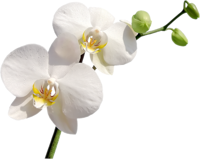花