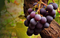 General 1280x800 grapes fruit grapevine closeup berries food plants wood Black Grapes