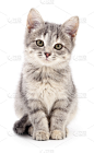 小的,小猫,灰发,垂直画幅,可爱的,家畜,猫科动物,背景分离,图像,一只动物