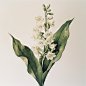 betty_hi6055760_67866_lily_of_the_valleywhite_background_high-d_3db85b20-29e0-4449-9045-f8dc5c693703.png?ex=677de389&is=677c9209&hm=b79de603dc4bbdc20e1e768bdc5dfa583af561a1f6dd2f9f5768c131db24d1f1& (1.27 MB,1024*1024)