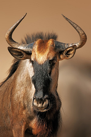 Blue wildebeest port...