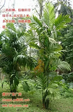 三药槟郎