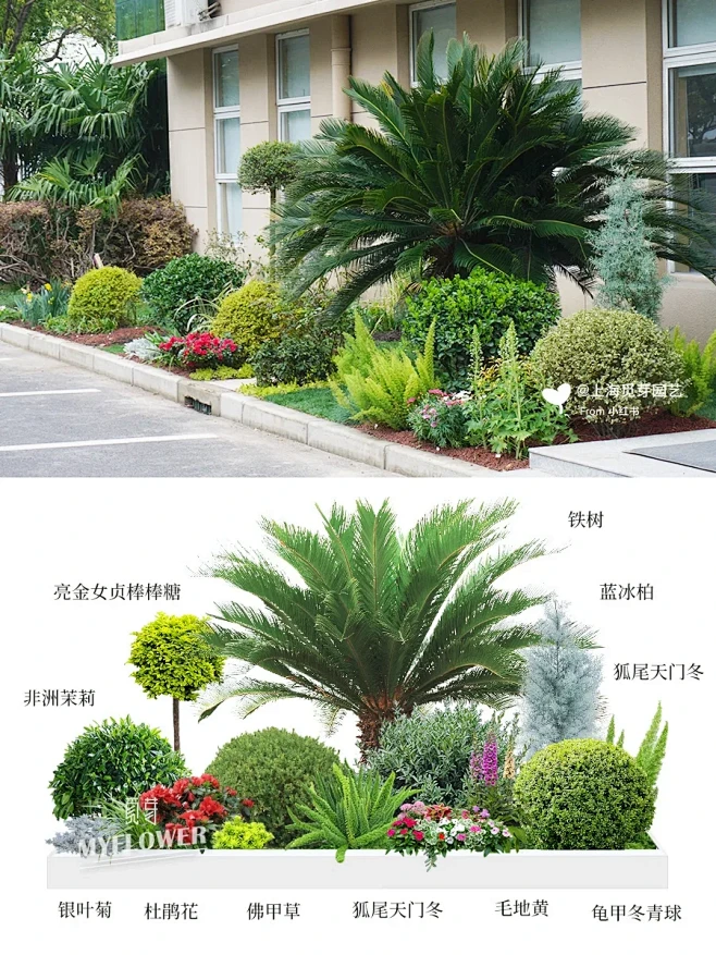 教你入门园区景观设计｜低维护长效花镜