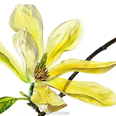 早上一枝花，开心一整天~Rosie分享#每天画唠#  #手绘# ​​​​