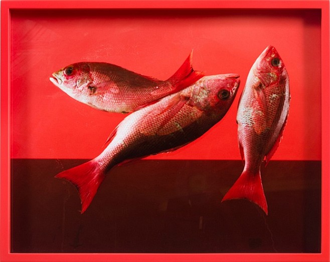 Elad Lassry