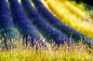 Lavender, Provence, France by Pietro Diotti on 500px