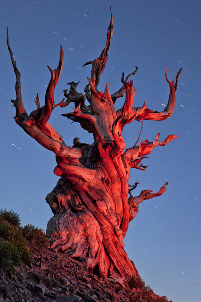 Bristlecone at night...