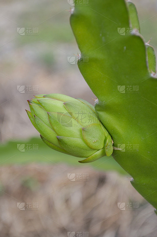 Aoyama Rika 美しき果実の園-秘密の花園へ誘う