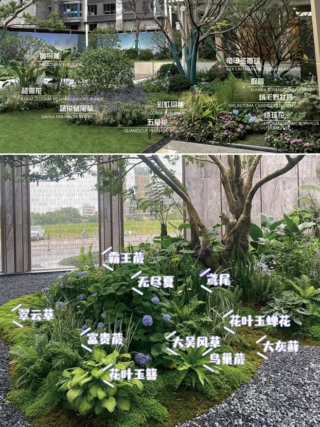 100款植物搭配｜美好庭院梦｜庭院植物造景_8_亦派景观人_来自小红书网页版-花瓣网