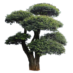 ashescold采集到植物