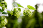 Cascade Hops by Sean Buchan