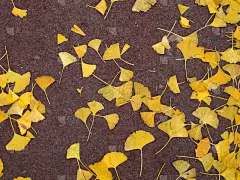 叶子,秋天,黄色,腰部以下,美,褐色,水平画幅,无人,绘画插图,夏天