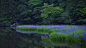 General 1920x1080 landscape flowers blue flowers lake