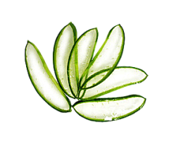 安来来采集到药材