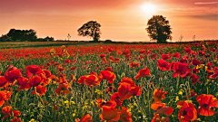 好看的电脑桌面壁纸 要简单漂亮的