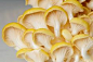 Yellow Oyster Mushrooms They are one of the most profitable exotic mushrooms to grow; a huge demand for them. Last year:, 1.5+ million lbs of exotic mushrooms were grown. High demand; very easy to grow; take about 6 weeks from start to harvest time; no fu