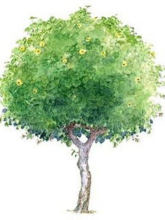 馨予❤采集到树の静美