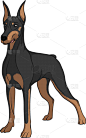 杜宾犬,彩色图片,分离着色,白色,宠物,纯种犬,图像,狗,哺乳纲,设计