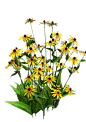 金光菊1 拷贝
