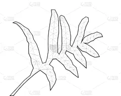 蕨类,叶子,线条画,黑白图片,复叶,欧洲蕨,植物群,枝繁叶茂,草,植物
