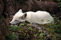 Arctic Fox (by Tony Seaward)