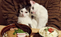 Japanese Couple Captures Every Time Their Cats Watch Them Eat