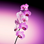 orchid Flora flower Nature арт 3D motion graphics  after effects Photography  beauty