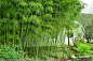园林景观中观赏竹造景的常用手法 : 竹子是点景的优良庭院材料