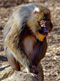 Monkeys That Can Do Sign Language | Cutest Paw #野生动物#