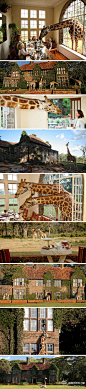 肯尼亚 长颈鹿酒店  http://t.cn/hbrchO 