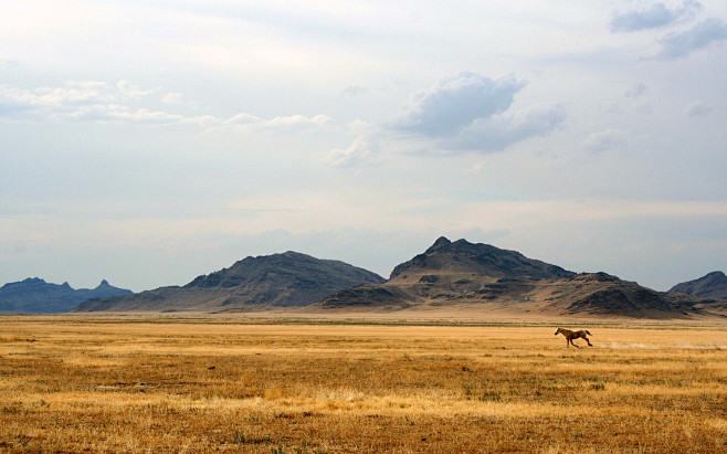 animals hills horses...