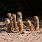 Baby prairie dogs on (tiny) watch (Source: http://ift.tt/2d9YwU1)