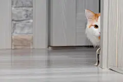 点击来源直接获取大图文件 |cat peeking around the corner of the room