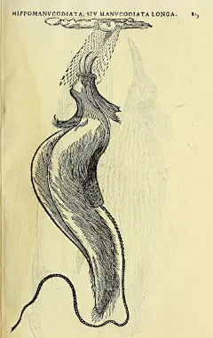 天堂鸟|the bird of paradise

这种鸟是产自东印度群岛的天堂鸟，在1522年第一次被麦哲伦的船队带到了欧洲，献给当时西班牙国王。这种鸟是摩鹿加苏丹交给船队，要求赠送给西班牙国王的礼物。当时船队上的记录者说道，这种鸟的头很小、长有长喙，腿就像笔杆一样细长，它们没有翅膀，取而代之的是它们长 ​​​​...展开全文c