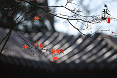 新的旅程521采集到封面