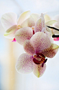 蝴蝶兰 Orchid
