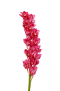 免扣花朵素材