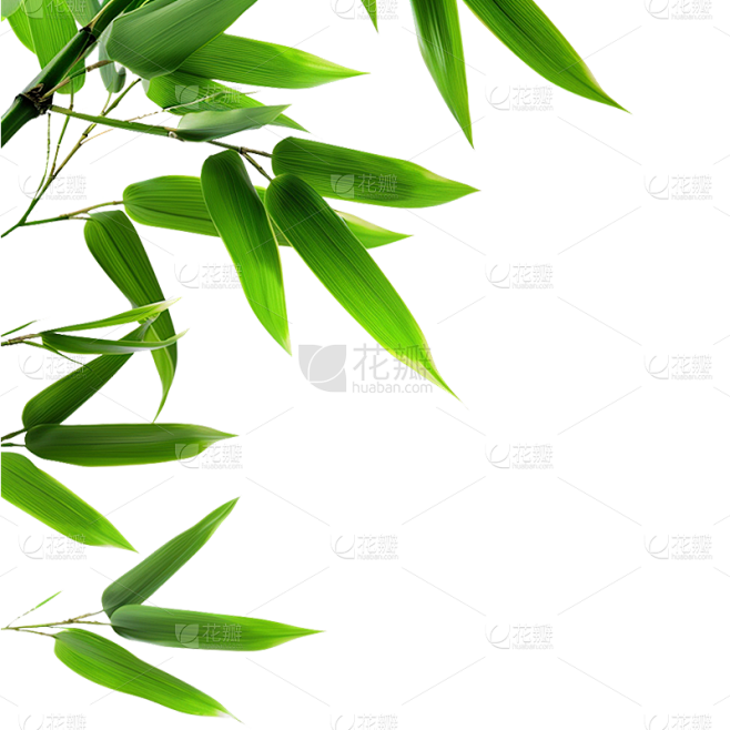 植物通用实景竹叶特写元素素材