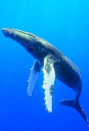 座头鲸