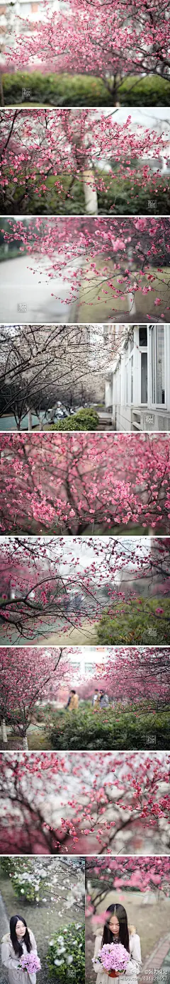 #秒杀灵峰探梅# 今年赏梅去哪里，杭州电子科技大学欢迎你！粉红色的梅花娇艳欲滴，是谈情说爱拍照摄影的好去处。春天来了，感受春天的气息，你准备好了吗？