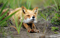 Photograph Stretching fox. by Igor Shpilenok on 500px