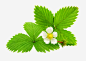 绿叶白色花朵春天装饰免抠素材_图宝宝 https://bao16.com 春天 白色 绿叶 花朵 装饰